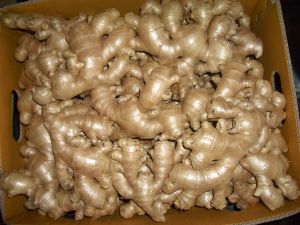 Fresh Thai Ginger